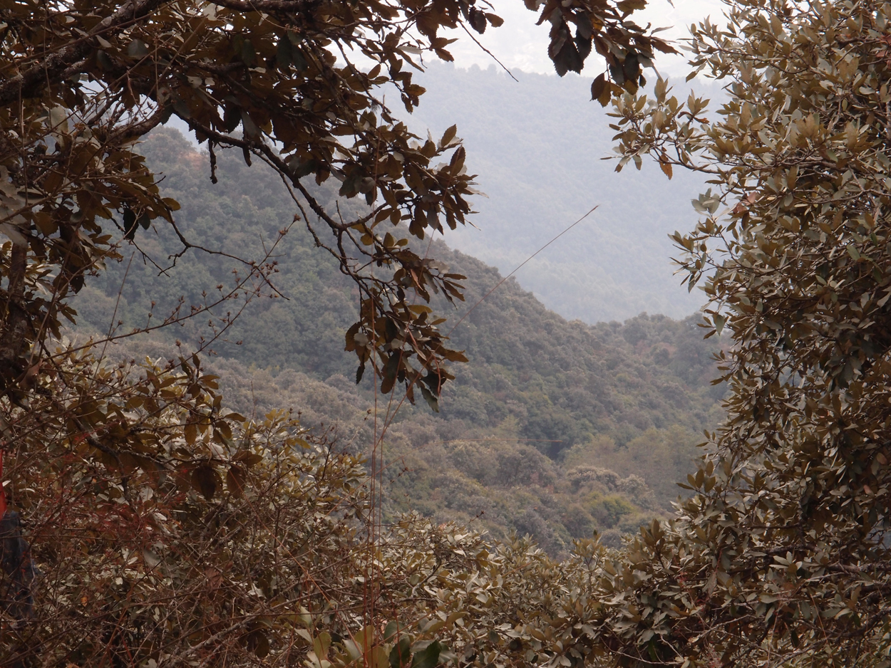 2018-01-16 12 Uhr - Im Shivapuri Nagarjun National Park (Nagi Gumba) (Foto) 